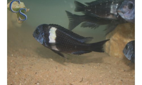 Tropheus duboisi (weiße binde)